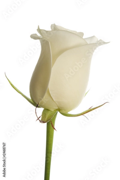 Obraz creamy white rose