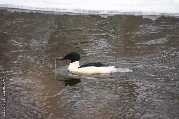 Obraz Mergus merganser