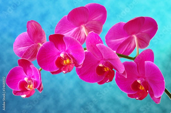 Obraz Pink orchid