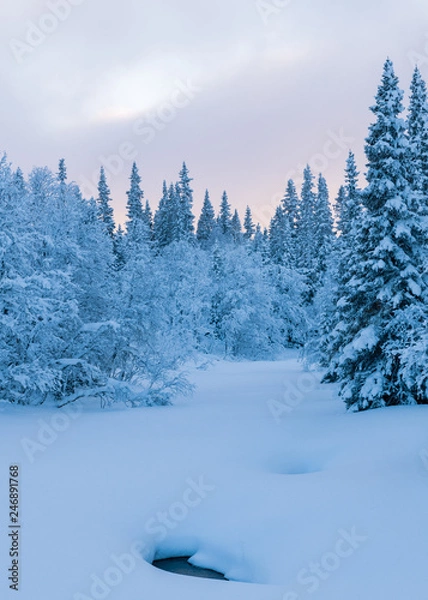 Obraz winter landscape with trees and snow