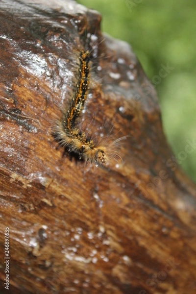 Obraz caterpillar on leaf