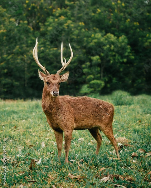 Obraz Roe Deer Doe With Sharp Antlers Looking At Camera