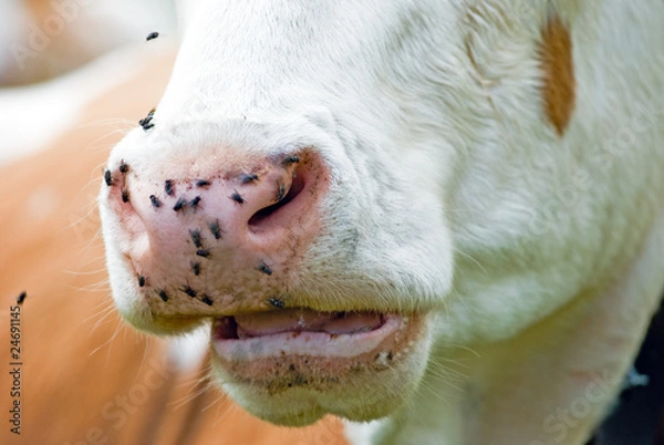 Obraz Fliegen auf Kuh