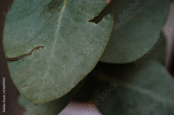 Fototapeta group of green leaves with marks of insect bites, bites of insects on some green leaves