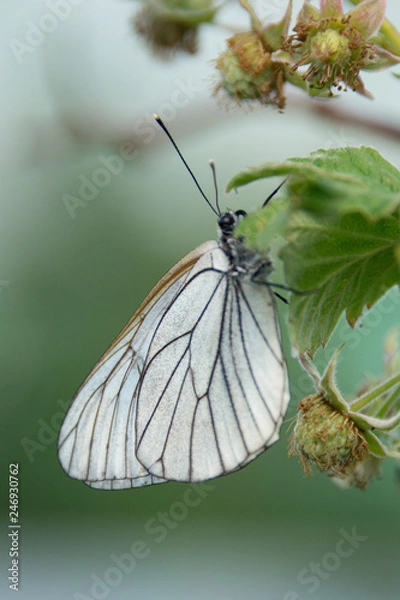 Obraz White butterfly on raspberry branch