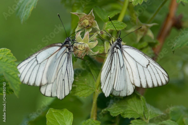 Obraz Two butterflies on raspberry branch