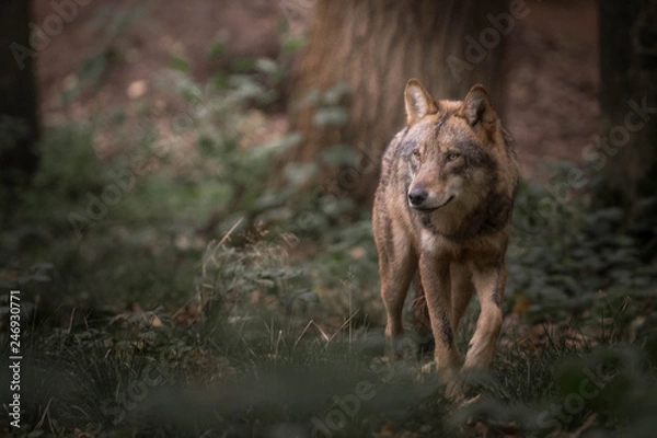 Obraz Wolf in the forest