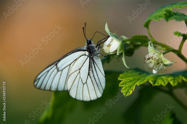 Obraz White butterfly on raspberry branch