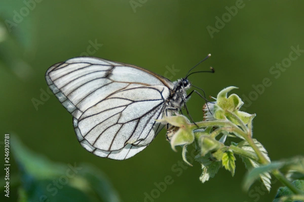 Obraz White butterfly on raspberry branch