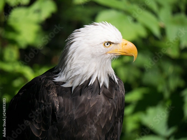 Fototapeta Bald Eagle