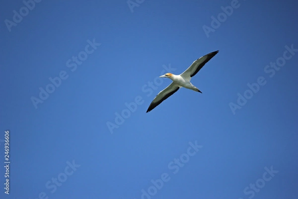 Fototapeta gannet bird, flying in blue sky