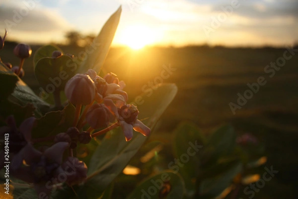 Obraz sunset in the field