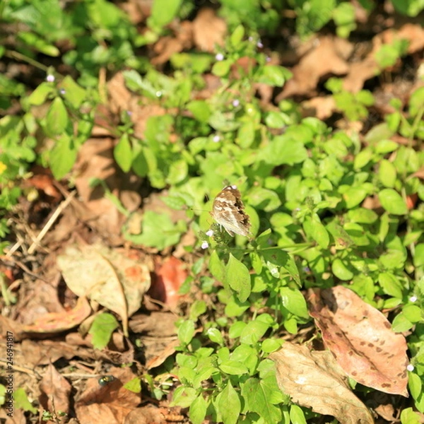 Obraz 季節はずれの秋の蝶