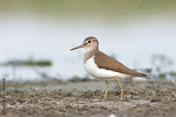 Obraz Common Sandpiper / Actitis hypoleucos