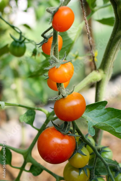Obraz tomatoes