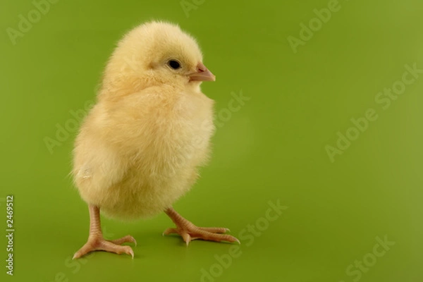 Obraz the chick