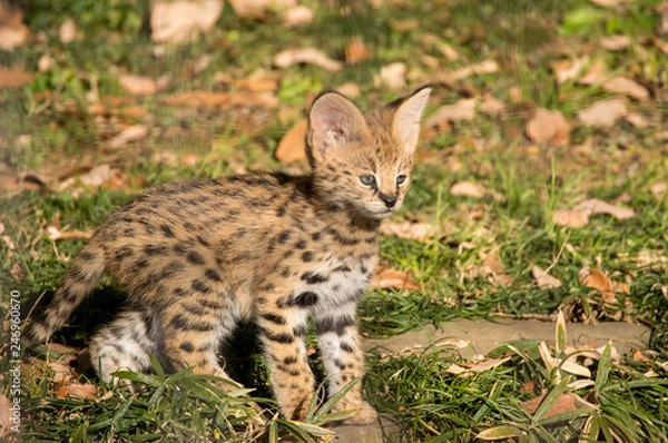 Obraz サーバルキャットの子ども
