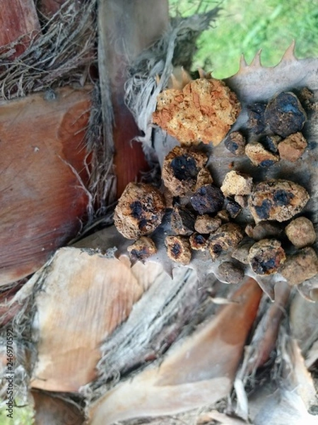 Fototapeta Red clean