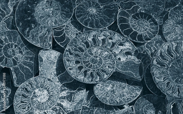 Fototapeta Abstract background of fossil Ammonites, Ammonoidea. Decorative wallpaper of petrified shells. Print from textured white spirals of seashells on dark blue backdrop. Stamps of Cephalopoda mollusks.