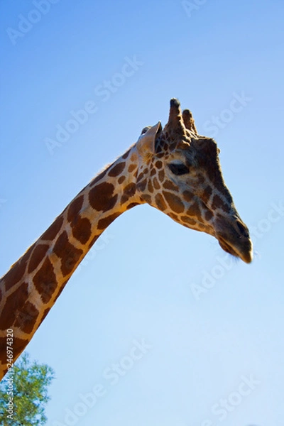 Fototapeta Giraffe head with saad face on sky background