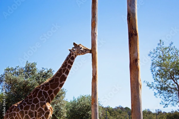 Fototapeta Giraffe eating bald tree without bark in zoo