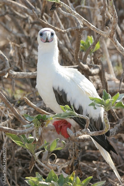 Obraz granville booby bird