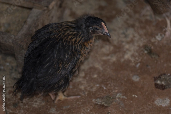 Fototapeta A little chicken that's shot in close.