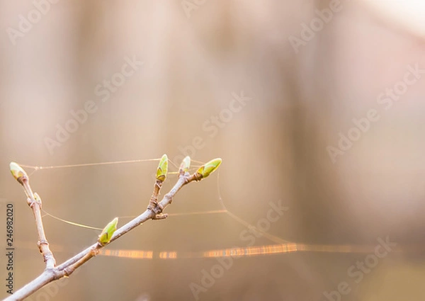 Obraz green buds on trees spring
