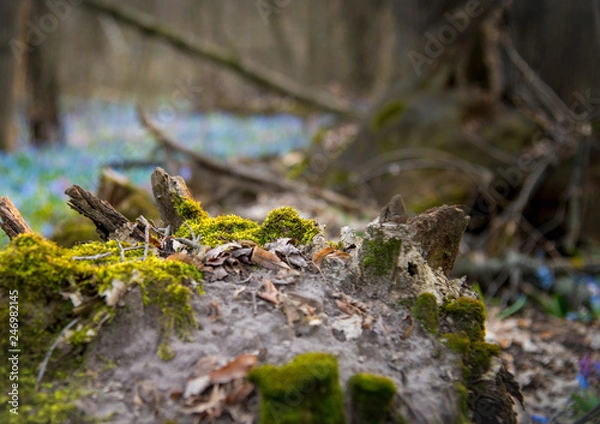 Obraz moss-covered stump