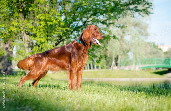 Fototapeta Dog breed Irish setter stands and looks into the distance, in the background of the lake and trees