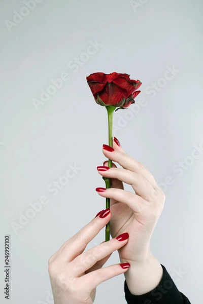 Obraz girl with red nail polish holds a beautiful red rose