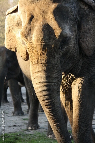 Obraz Elefant Portrait