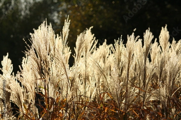 Obraz Gräser in der Sonne
