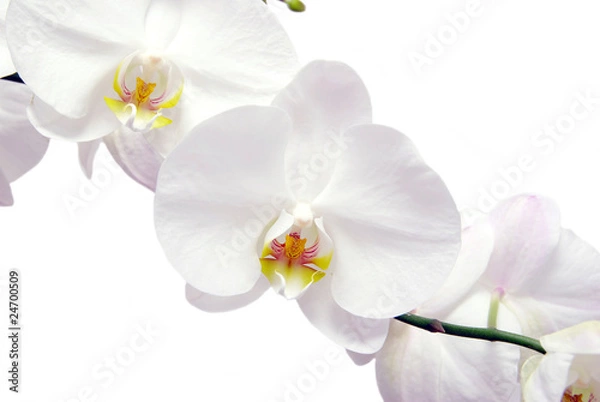 Fototapeta white orchids