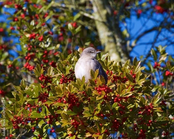 Fototapeta Bird In A Tree
