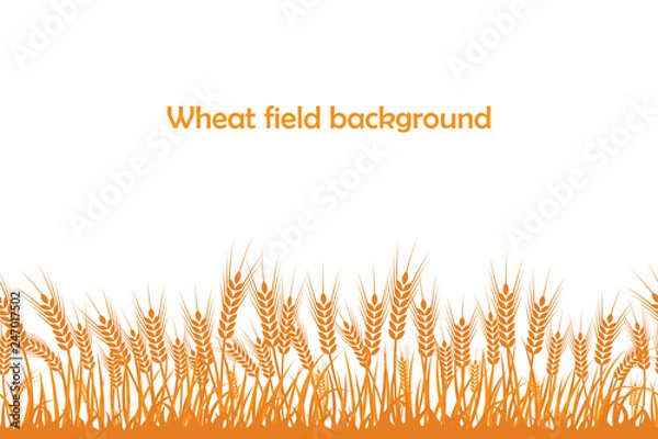 Fototapeta Vector silhouette of wheat. Wheat in the field on a white background