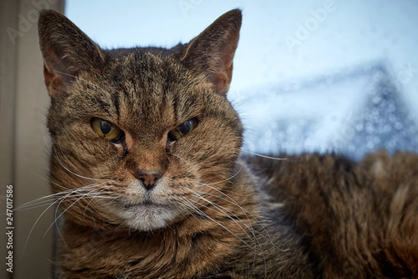 Obraz Cat looking at the camera