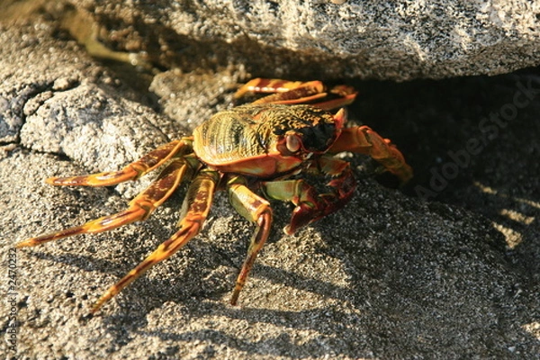 Obraz granville crab