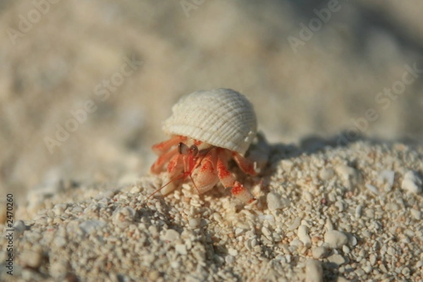 Obraz granville hermit crab