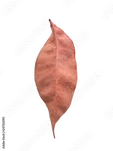 Obraz Dry leaves isolated on white background