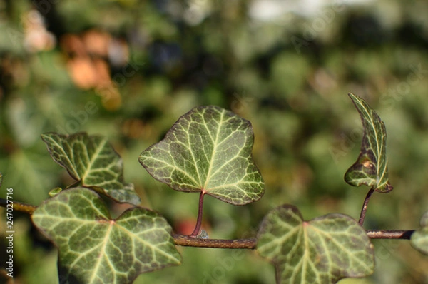 Fototapeta Green leaf on blurred background on a sunny winter day