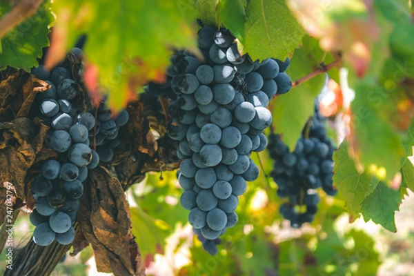 Obraz Grape cultivation, sicilian vineyard