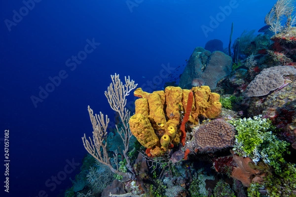 Obraz Reef (Grand Cayman, BWI)