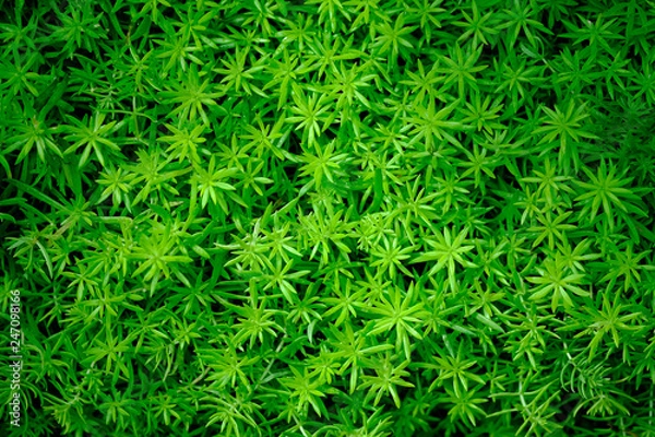 Fototapeta Green leaf Nature wall texture