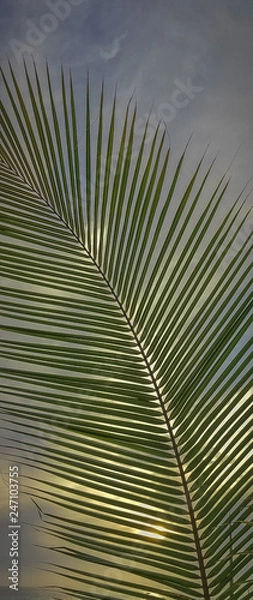 Fototapeta Setting Sun peeks through Coconut Tree Leaves