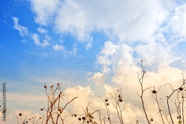 Fototapeta The grass is flowing with the wind with white clouds and blue sky background.