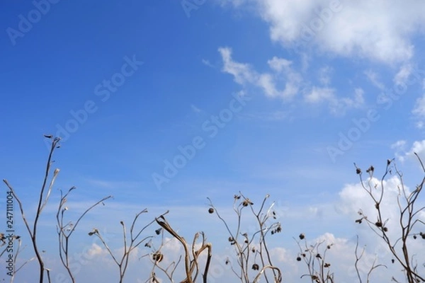 Fototapeta The grass is flowing with the wind with white clouds and blue sky background.