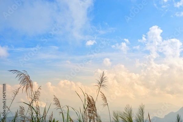 Fototapeta The grass is flowing with the wind with white clouds and blue sky background.