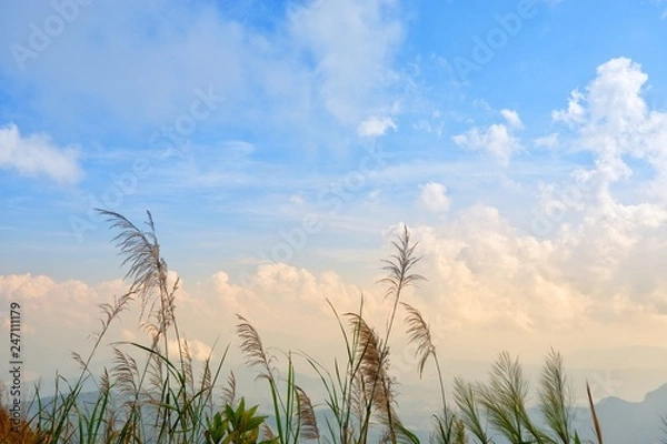 Fototapeta The grass is flowing with the wind with white clouds and blue sky background.