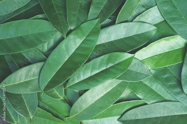 Fototapeta Green leaf pattern texture background, tropical nature wallpaper concept
